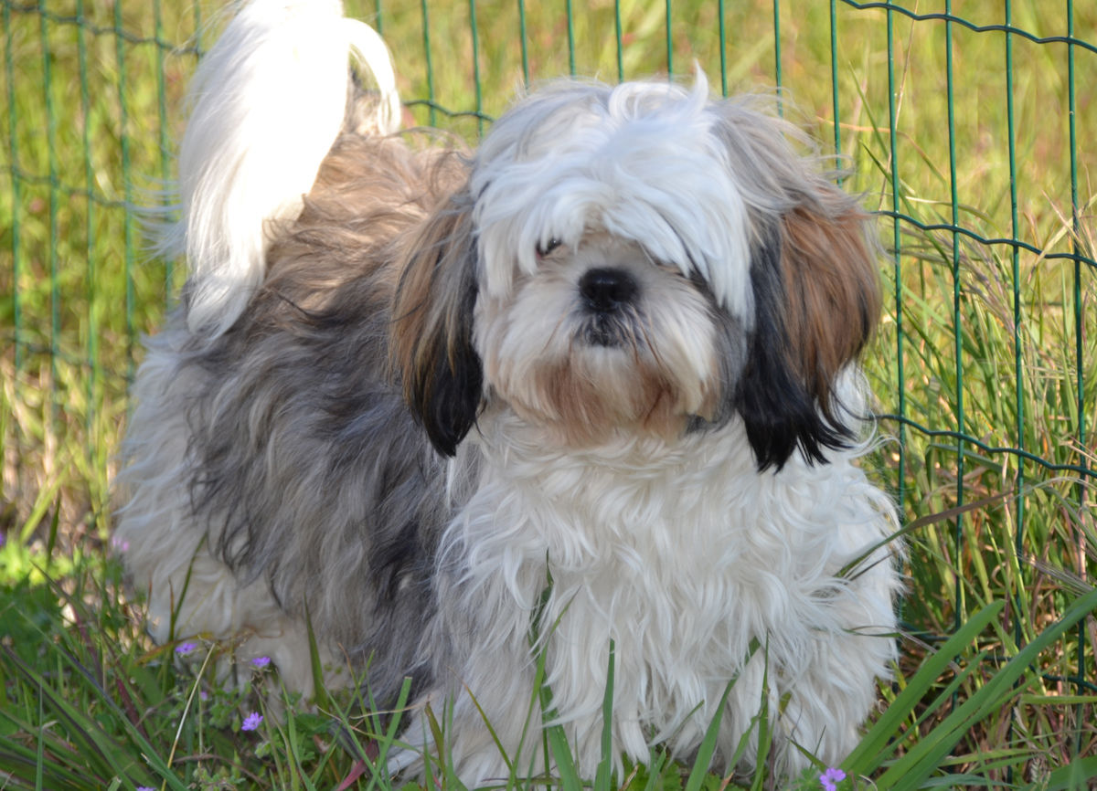 Shih Tzu